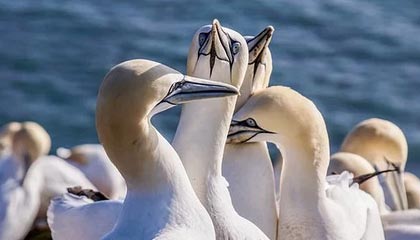 华体会手机在线-阿尔巴尼亚女篮在欧洲锦标赛中表现亮眼，成功突围，阿尔巴尼亚欧洲杯