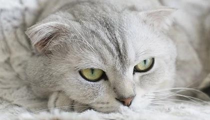 华体会手机在线-阿尔巴尼亚女篮在欧洲锦标赛中表现亮眼，成功突围，阿尔巴尼亚欧洲杯