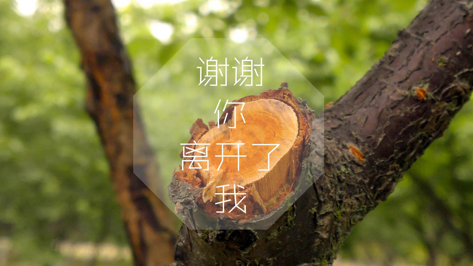 经典车型与赛道的黄金年代，经典赛车图片
