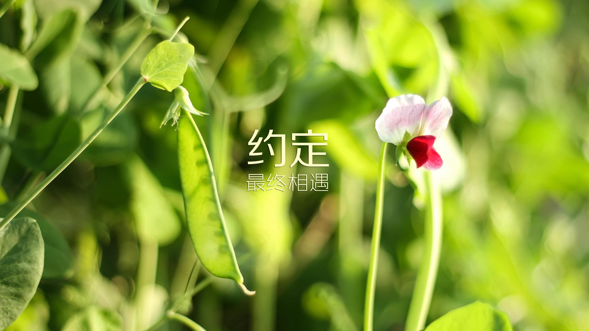 中国田径队刷新接力全国纪录，谢震业领跑发挥稳定，中国国家田径队谢震业