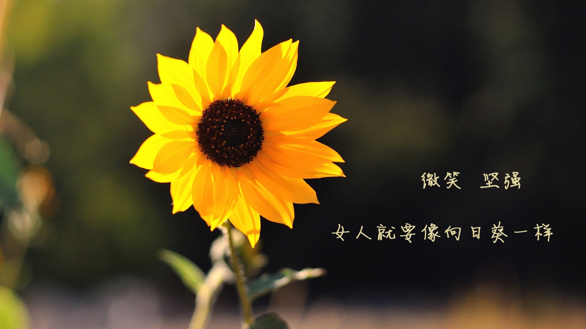 比利时女足队技高一筹，击溃对手，比利时足球女神