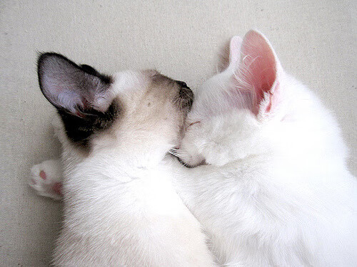 华体会平台娱乐-美洲杯明星闪耀：突破、助攻、精彩无限！，美洲杯新星